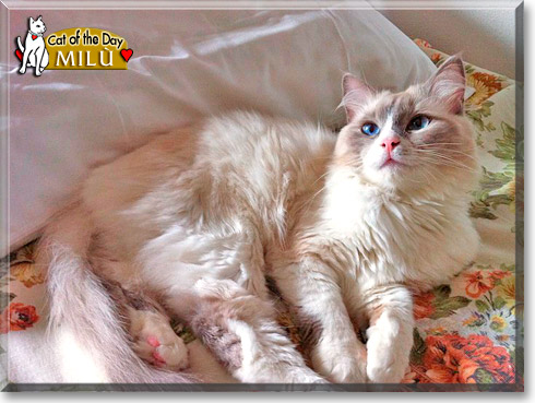 Mil&ugrave;, the Cat of the Day