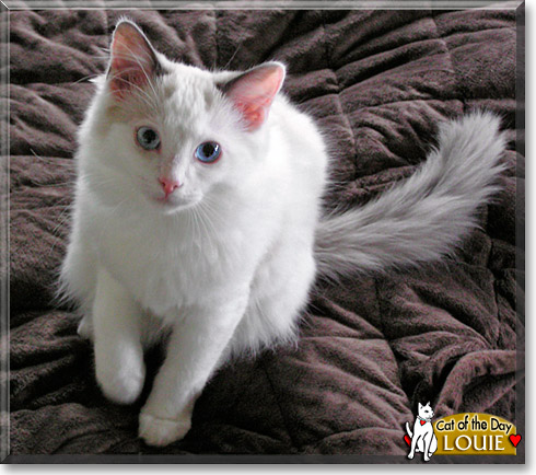 Louie, the Cat of the Day