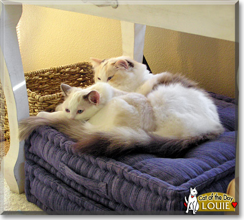 Louie, the Cat of the Day