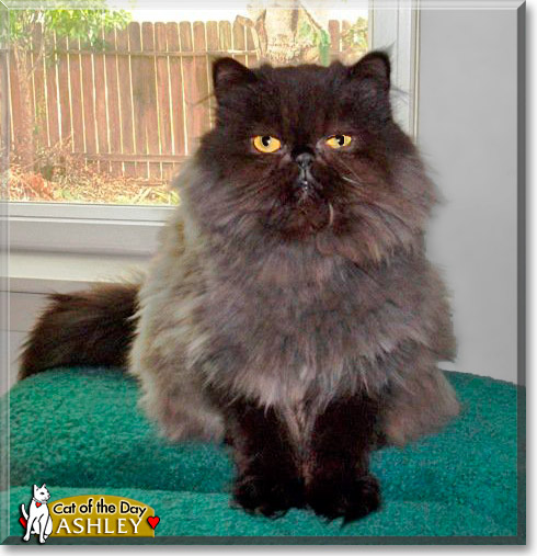 Ashley, the Cat of the Day