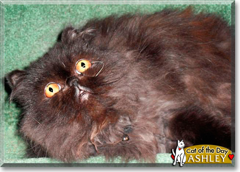Ashley, the Cat of the Day Ashley, the Cat of the Day
