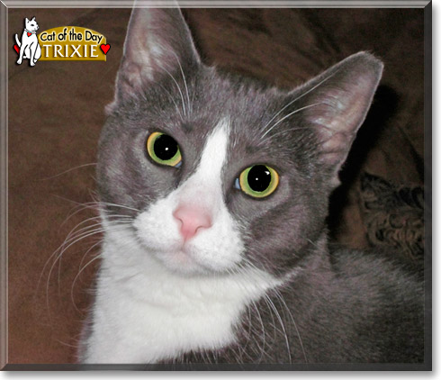 Trixie, the Cat of the Day