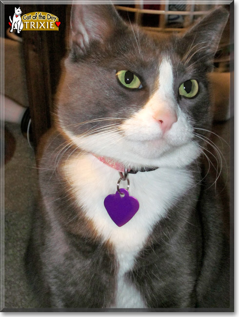 Trixie, the Cat of the Day