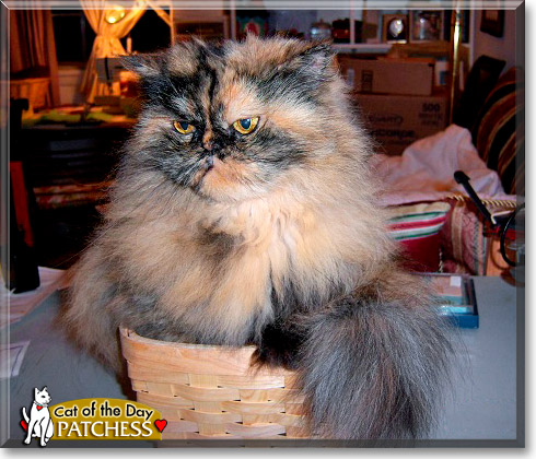 Patchess, the Cat of the Day
