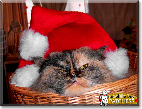 Patchess, the Cat of the Day Patchess, the Cat of the Day