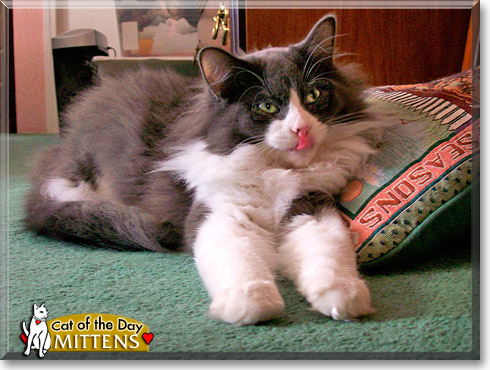 Mittens, the Cat of the Day