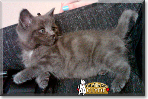 Clyde, the Cat of the Day