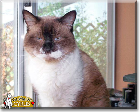 Cyrus, the Cat of the Day