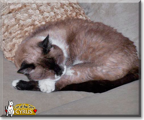 Cyrus, the Cat of the Day