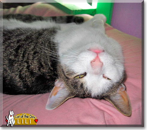 LiLi, the Cat of the Day