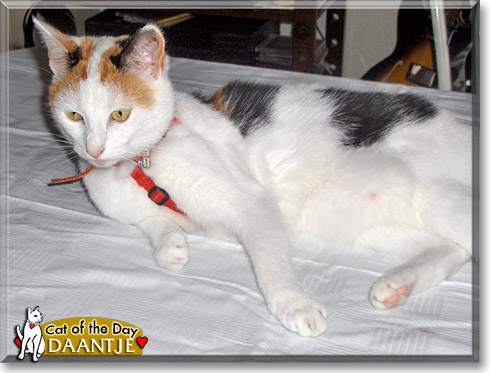 Daantje, the Cat of the Day