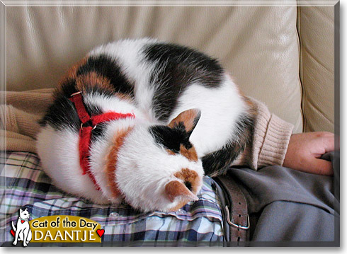 Daantje, the Cat of the Day Daantje, the Cat of the Day