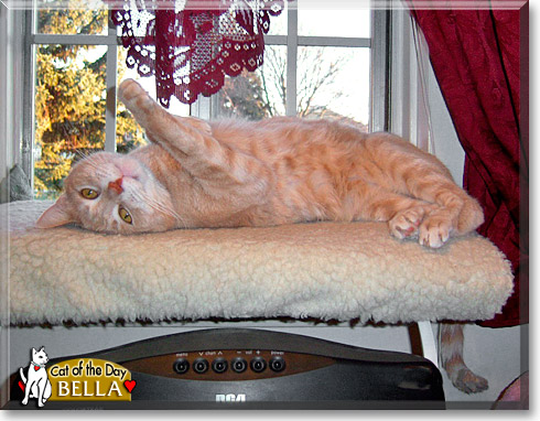 Bella, the Cat of the Day Bella, the Cat of the Day