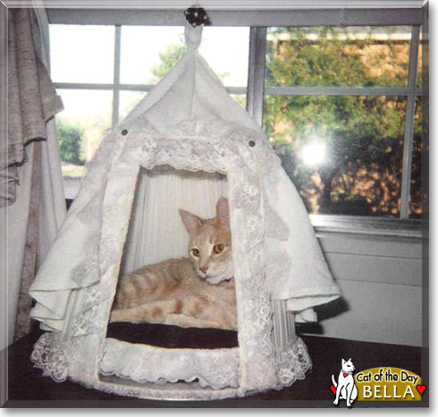 Bella, the Cat of the Day Bella, the Cat of the Day