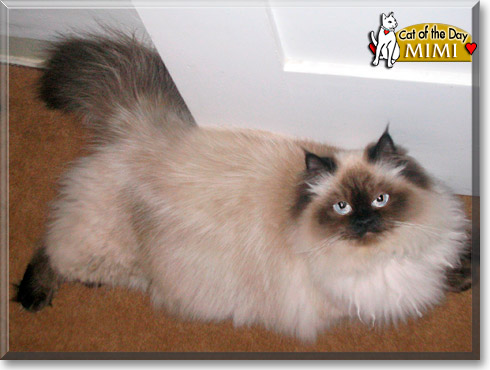 Mimi, the Cat of the Day