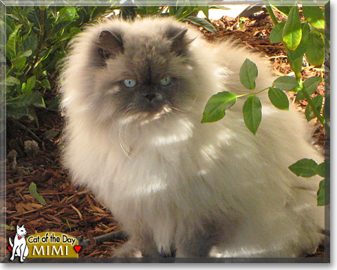 Mimi, the Cat of the Day