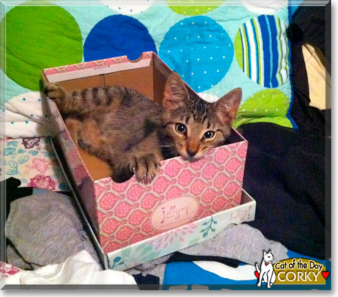 Corky, the Cat of the Day