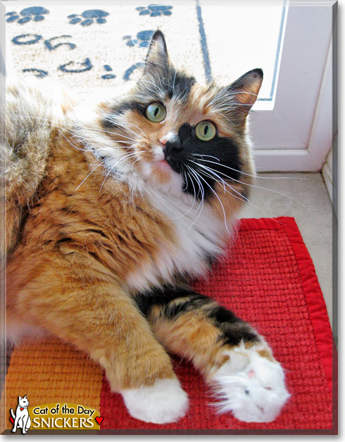 Snickers, the Cat of the Day