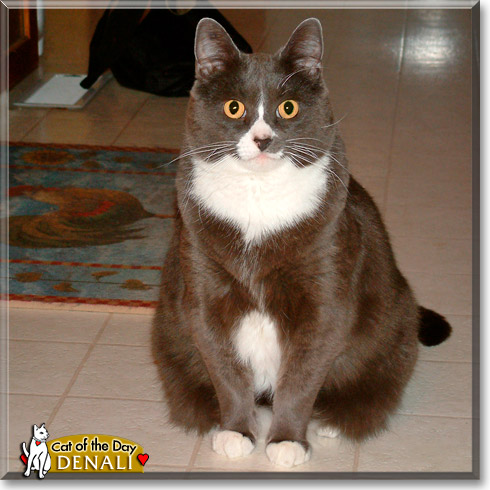Denali, the Cat of the Day
