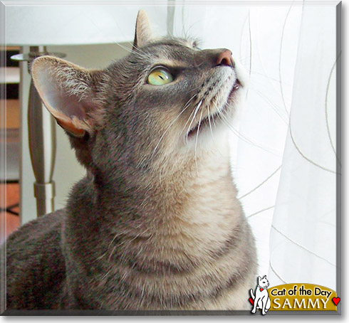 Sammy, the Cat of the Day