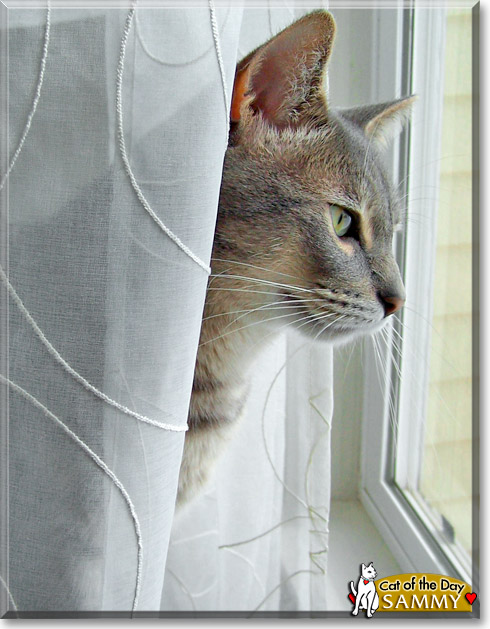 Sammy, the Cat of the Day Sammy, the Cat of the Day