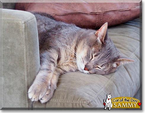 Sammy, the Cat of the Day Sammy, the Cat of the Day