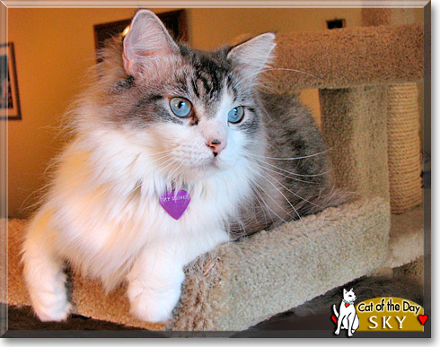 Sky, the Cat of the Day