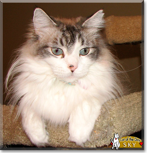 Sky, the Cat of the Day