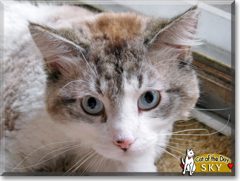 Sky, the Cat of the Day
