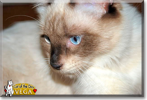 Vega, the Cat of the Day