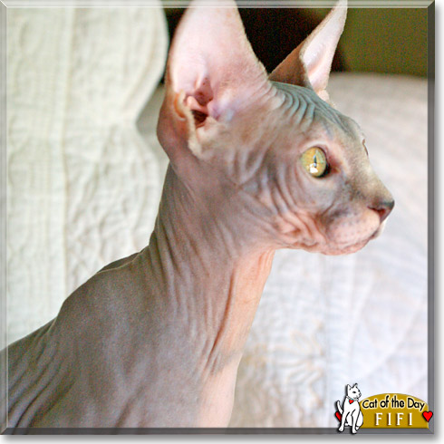 Fifi, the Cat of the Day