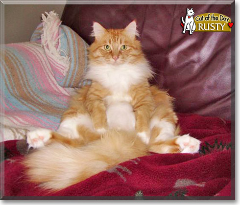 Rusty, the Cat of the Day