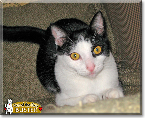 Little Buster, the Cat of the Day