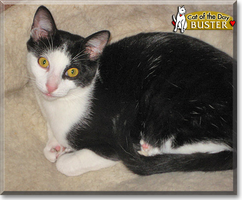 Little Buster, the Cat of the Day