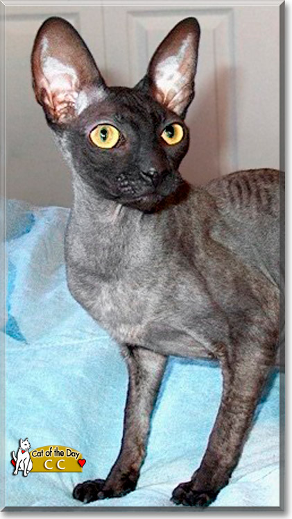 CC, the Cat of the Day