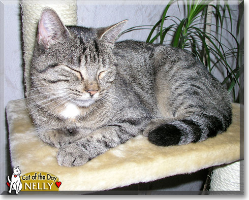 Nelly, the Cat of the Day
