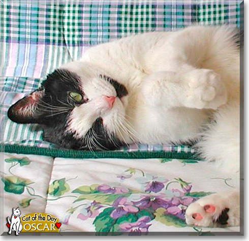 Oscar, the Cat of the Day