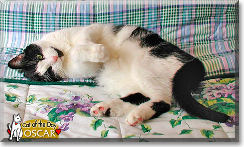 Oscar, the Cat of the Day