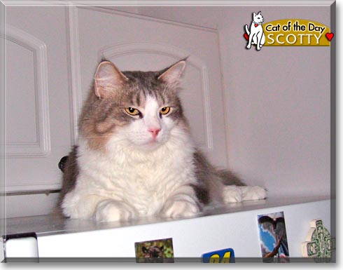 Scotty, the Cat of the Day