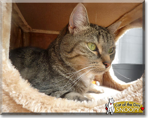 Snoopy, the Cat of the Day