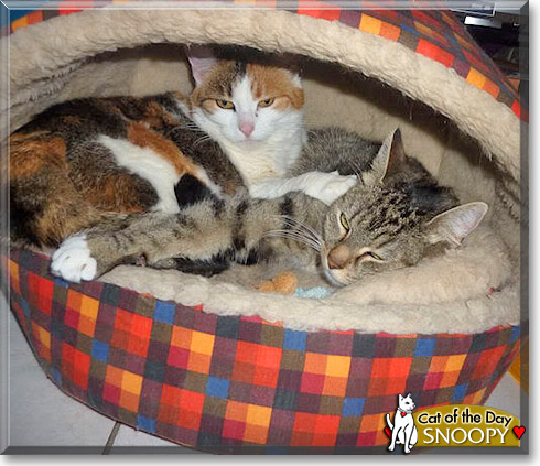 Snoopy, the Cat of the Day