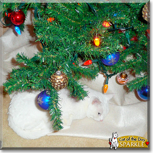 Sparkle, the Cat of the Day