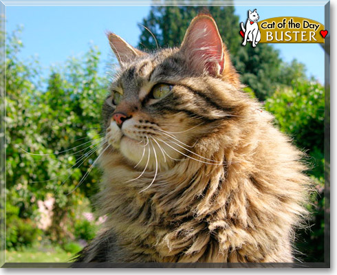 Buster, the Cat of the Day