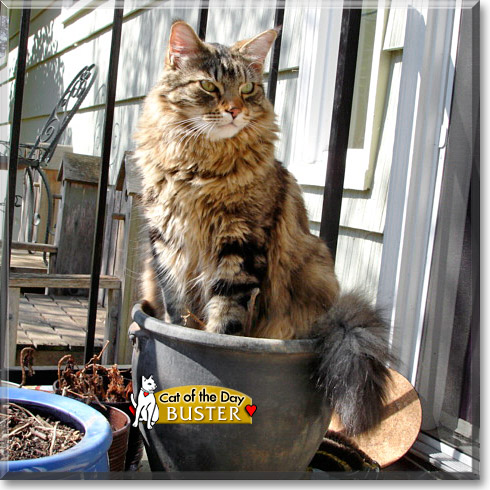 Buster, the Cat of the Day Buster, the Cat of the Day