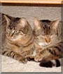 Mieke, Meira