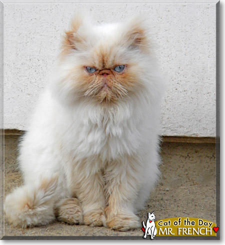Mr. French, the Cat of the Day