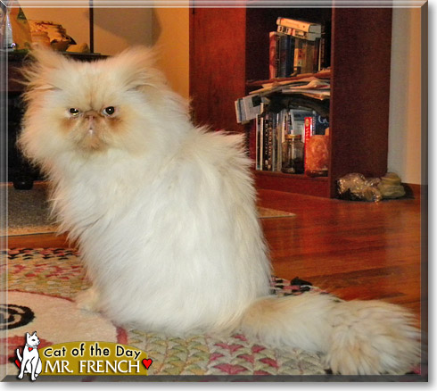 Mr. French, the Cat of the Day