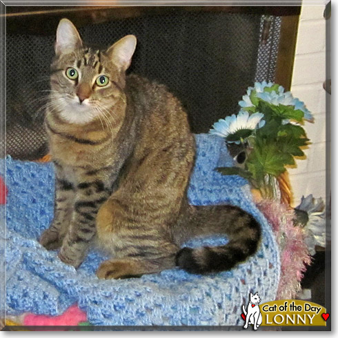 Lonny, the Cat of the Day