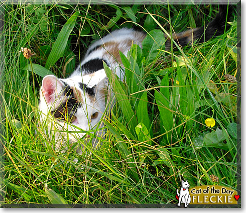 Fleckie, the Cat of the Day