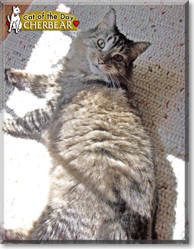 CherBear, the Cat of the Day